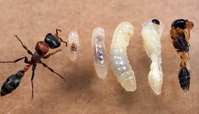 ¿Cómo nacen las hormigas reinas?